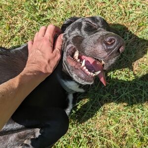 Doggo photos Follow Game! 💕🐾